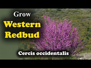 How to Grow Western Redbud Cercis Occidentalis Plants in your Garden
