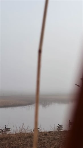 Watch the Funniest Goose Moments in Kansas!