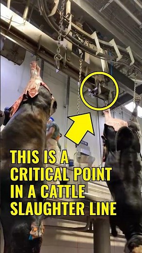 🐂 CATTLE TRANSFER SYSTEM (Part 4) | Efficient Movement in Slaughter Lines