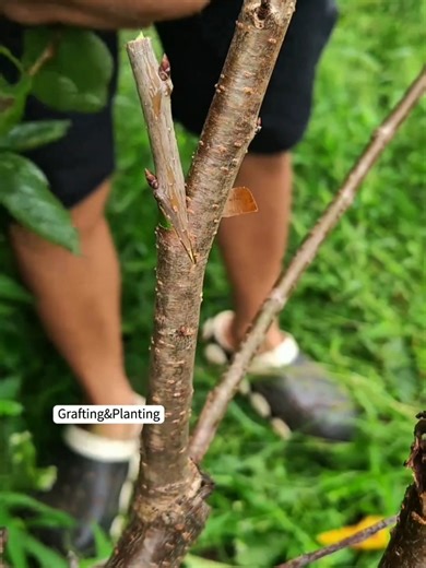 Fruit Tree Grafting Techniques for Successful Planting