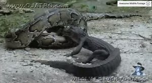 Terrifying Moment Giant Python Eats Alligator Alive (Watch Video)