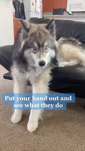 Adorable Siberian Husky Shows Off Tricks | Dog Videos