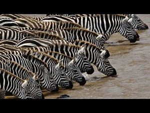 sound of zebra animal - zebra noise sound effect