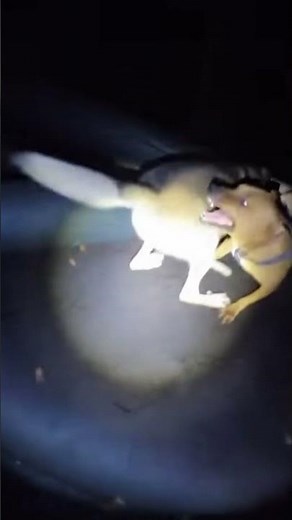 Night Stalker: Wolf Hunts with Perfect Stealth Under Darkness