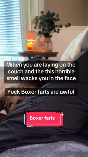 Boxer Dog's Silent But Deadly Farts