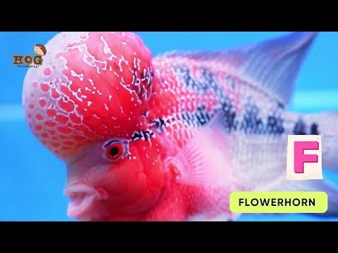 ABC Fish Song | Fresh Water Animals Song | Learn #English, #alphabets and #animals for Kids #abcd