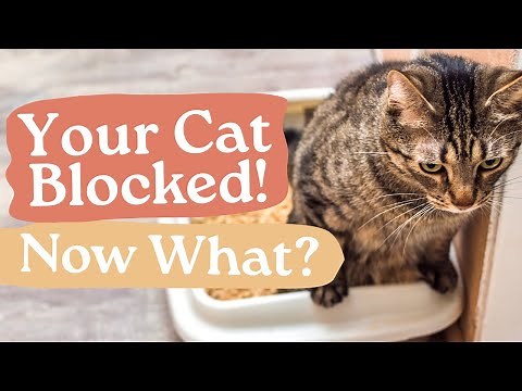 Urinary Blockages In Cats: Crystals, Stones, Diet & Post-Op Care