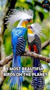 Top 5 most beautiful birds in the planet #facts #birds