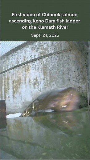 First video of Chinook salmon ascending Keno Dam fish ladder on the Klamath River (Sept. 24, 2025)