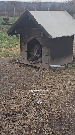 Kobra Bilo Je Gusto: Azijat Lukavac Adis