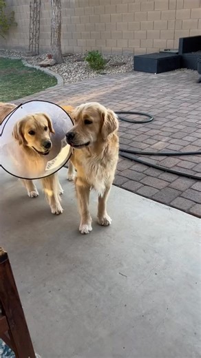 Best friends for life 🐾💛#DogLove #BestBuddies | Eleanor Hall