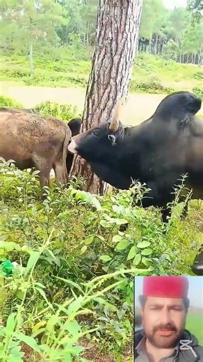 Herds of Cows in Village 😱🐂 #herds #cow #village #bull