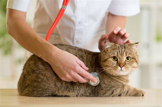 Speaking of Pets: Here's what to do if your cat is in pain
