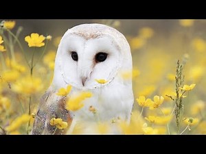 Peaceful Relaxing Instrumental Music, Soft Meditation Music "Summer Songbirds" by Tim Janis