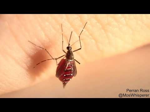 Mosquitoes drinking blood until they burst