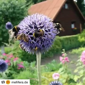 @endextinction Honey Bees are arguably the most important pollinators on earth- assisting in the reproduction of hundreds- if not thousands of different plant species! Do you know the difference between a Honey Bee and a Bumblebee? * Honeybees are small and slim, with very little hair; Bumblebees are fat and furry * Honey Bees have short tongues and therefore prefer to feed from open flowers; Bumblebee species have a variety of different length tongues, allowing each species to feed from a diffe