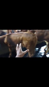GROSIR SAPI PERTAMA DI INDONESIA | Video Viral