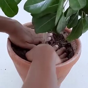 How To grow Lychee Plant from Cutting in A Banana | Rana Craft