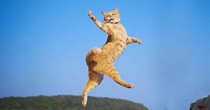 Top Ten Misunderstood Animal Behaviors