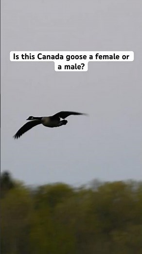 Canada goose landing