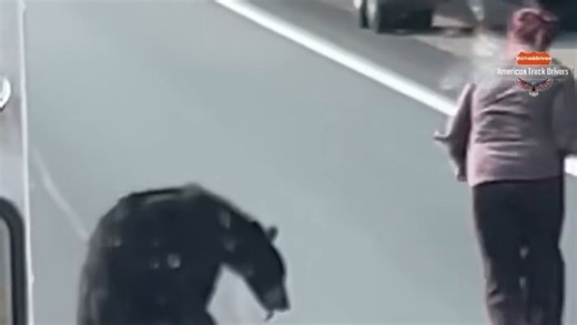 Woman rushes a bear in a dangerous moment - heroic act or brain-dead decision?