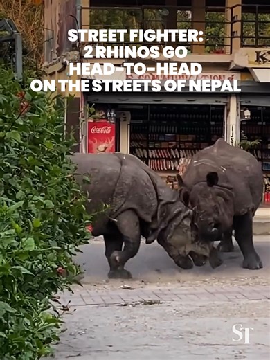 💪 A pair of one-horned rhinoceros went head-to-head in a fierce fight on a public road near Chitwan National Park in Nepal. The incident took place in Sauraha, a tourist destination known for safaris and frequent wildlife sightings. #rhinos #animals #wildlife #nepal