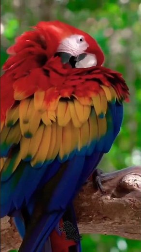 Scarlet Macaw – Nature's Flying Rainbow 🦜🌈