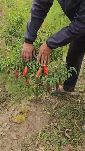 “2 Profitable Crops in 1 Field! Yellow Asparagus + Pickle Pepper Mix Cropping 🌶🌱”
