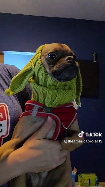 pug chihuahua. Yoda hat. #pets #pugs #chihuahua | pugs