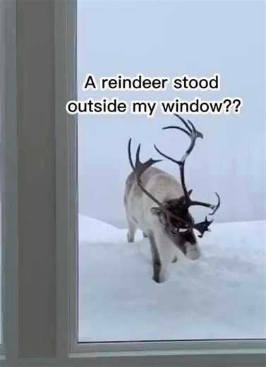 A reindeer stood outside my window 👀