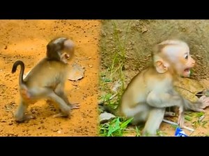 The baby monkey lost its mother and was extremely panicked and searched for her everywhere.