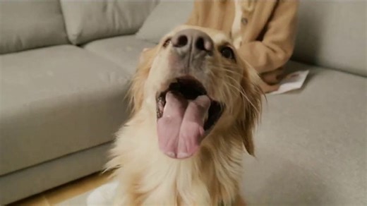Ollie Pets, Inc TV Spot, 'Don't Settle'
