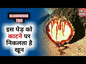 Tree which bleeds. Bloodwood tree being cut. Tree bleeding red sap. Rise of Zi Facts.