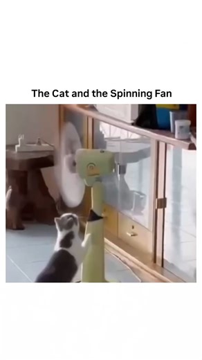 MEMES HUB on Instagram: "This fascinating clip captures a cat completely transfixed by the motion of a spinning fan. Rather than focusing on the object itself, the cat’s eyes lock onto the rhythmic, repeating pattern of the blades—a behavior rooted in ancient hunting instincts. Cats possess "motion-first" vision, an evolutionary adaptation that makes them far more sensitive to fast movement than fine detail. To a cat, a spinning fan isn't a household appliance; it’s a moving signal that triggers