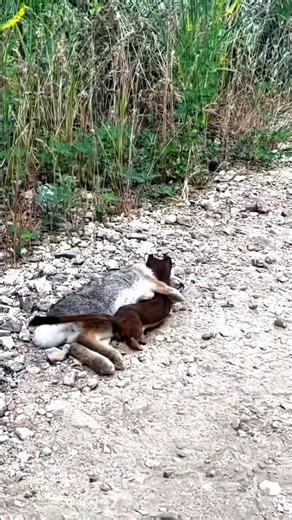 Chote se Janwar ka Khatarnak Shikar! 😱 | Weasel vs Rabbit Fight #wildlife #animals #shotrs