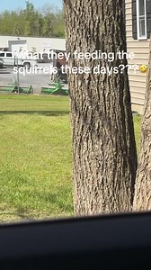 Chonk Squirrel Spotted: Funny Squirrel Moment