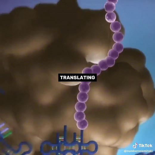Exploring the Central Dogma of Biology in a Fun and Educational Way!