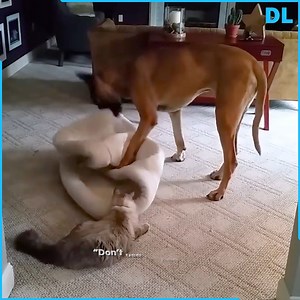 371K views · 9.1K reactions | Watch how the possessive dog gets his bed back when a cat steals it! | D.L. Hughley | Facebook
