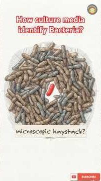 How culture media identify bacteria? #biotechnology #microbiology #medicalbiochemistry