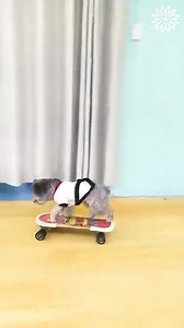 A little puppy obstacle course | ThoughtPulse | Facebook