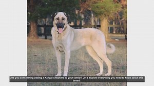 Kangal Shepherd: The Ultimate Guide to This Loyal and Protective Breed