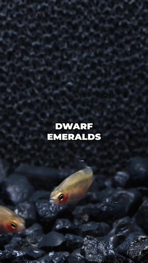 5K views · 44 reactions | Dwarf Emerald Rasboras are timid fish,...