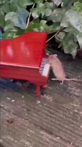 “The Mouse Waltz” It’s finally here This original music can be found on the new classical album “Double Escapement” by Canadian composer and pianist @andrewang.piano. You can visit his website at: https://shop.andrewangpiano.com/ #mouse #piano #original #uplifting #classicalmusic #smile | The Mouse family that live by the brambles