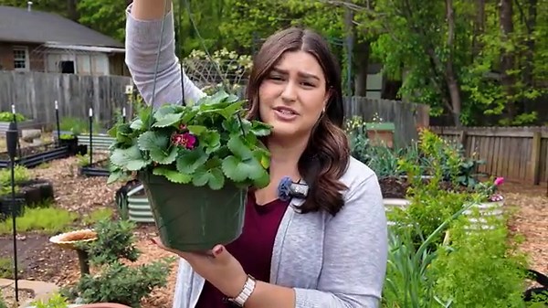 How to grow big strawberry harvests in containers