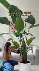 Big indoor plant problems? Time for a pot with wheels and a water catchment drawer! These gorgeous new indoor pots make plant care like pruning, cleaning the leaves and watering a breeze as I can easily move the planter around. @perky.pod have launched these beauties Aus wide at 20% off. Go go go! . . . . Bird of paradise care | strelitzia Nicolai.#birdofparadise #bop #strelitziaNicolai #plantsmakepeoplehappy #indoorhouseplants #bigplants #plantlover #plantsofinstagram birdofparadiseplant #banan