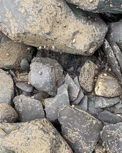 Uncovering an ancient fossil tree! 180 million years old. It has been | Dig & Discover