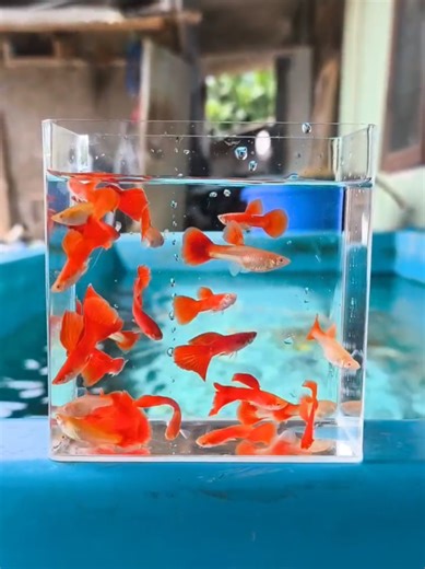 Guppy AFP & AFR #aquarium #ikanhias #guppy