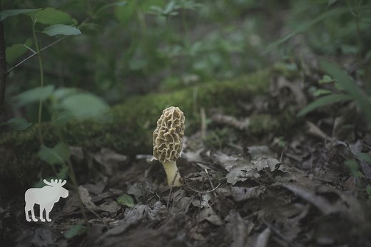 How Do Morels Reproduce? — Forest Wildlife