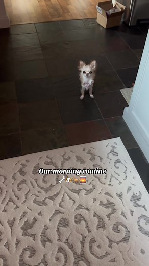 1.1K views · 89 reactions | She loves Junebug so much藍#morningroutine #morning #dog #dogsoftiktok #dogs #pet #pets #PetsOfTikTok #petlover #chihuahua #beagle #funny #routine #relatable #fyp | Tess Walker | Facebook
