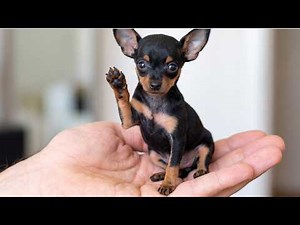10 Smallest Dog Breeds in the World